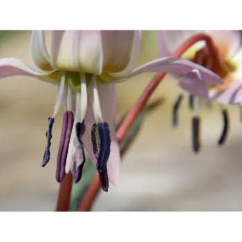 Fresh Arali Flowers